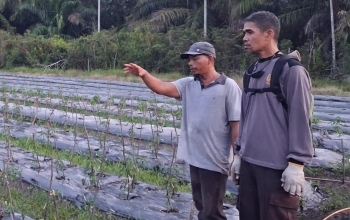 Polsek Rupat Ajak Warga Wujudkan Ketahanan Pangan Melalui Sistem Tumpang Sari