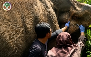 Sinergi PT RAPP Bersama BBKSDA Riau Jaga Gajah Sumatra